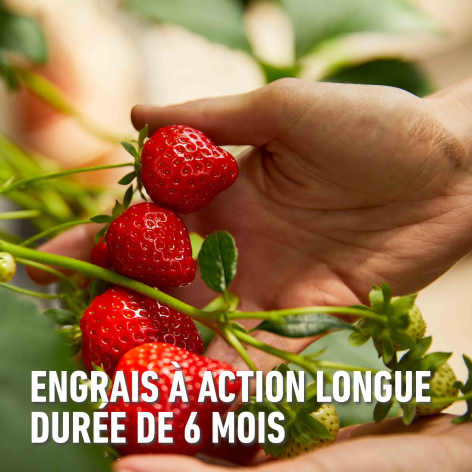 compo image