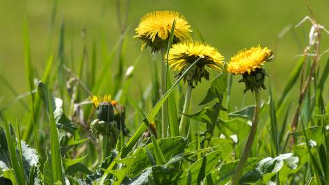 slider_desktop_unkraut