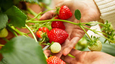 erdbeeren-ernten