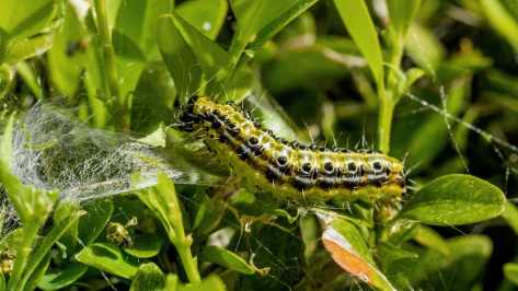 Buchsbaumzuensler Larve