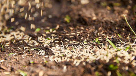 Nahaufnahme Rasensamen aus der COMPO Turbo-Nachsaat