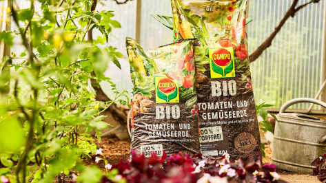 Zwei Säcke COMPO BIO Tomaten- und Gemüseerde torfffrei in einem Gewächshaus neben Tomatenpflanzen