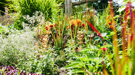 Verschiedene Gartenpflanzen im Beet