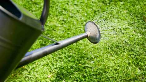 COMPO Rasenunkraut-Vernichter Banvel® Quattro wird mit Gießkanne auf den Rasen aufgebracht