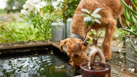 hund-gartenteich