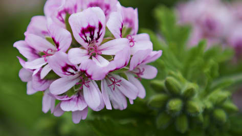 geranium