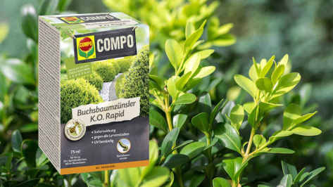 COMPO Buchsbaumzünsler K.O. Rapid
