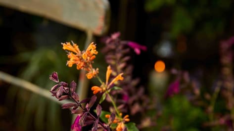 Lichter im Garten