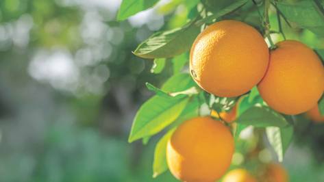 Orangen