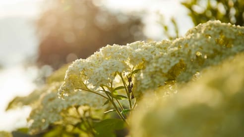 weiße Hortensie