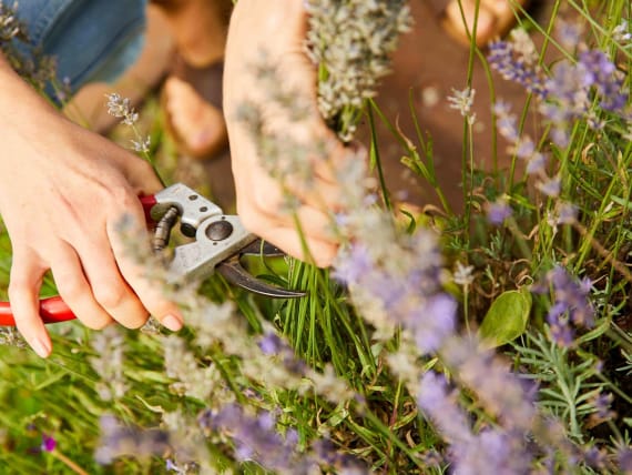 cutting lavender