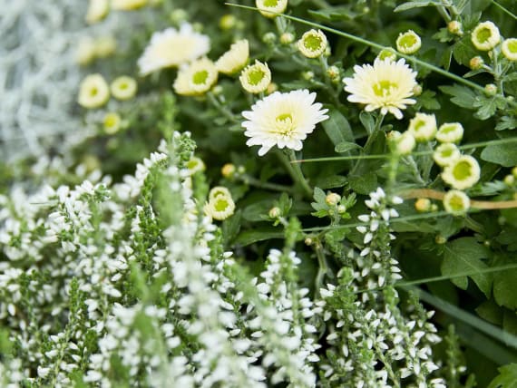 Herbstblumen