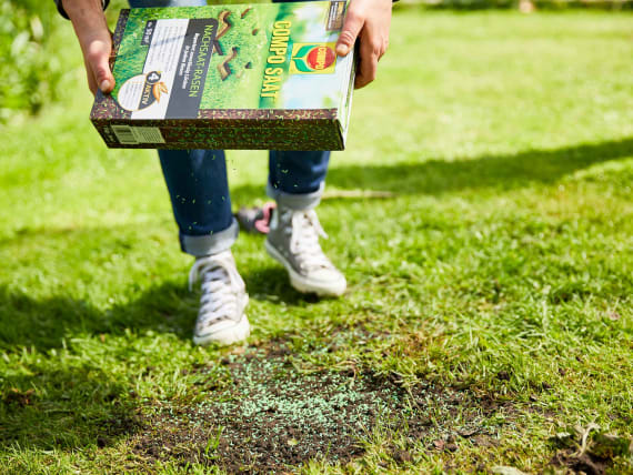 Sowing Lawn in Spring