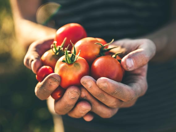 harvest-hands