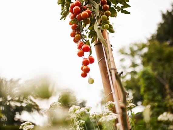 Tomaten Krankheiten und Schädlinge