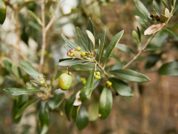 Olivenbaum überwintern