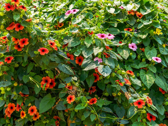 Piante rampicanti fiorite da esterno: consigli per il giardino