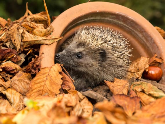 hedgehog