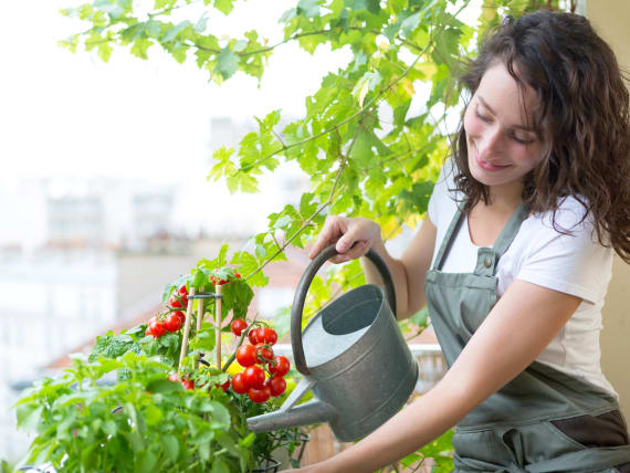 watering tomatoes