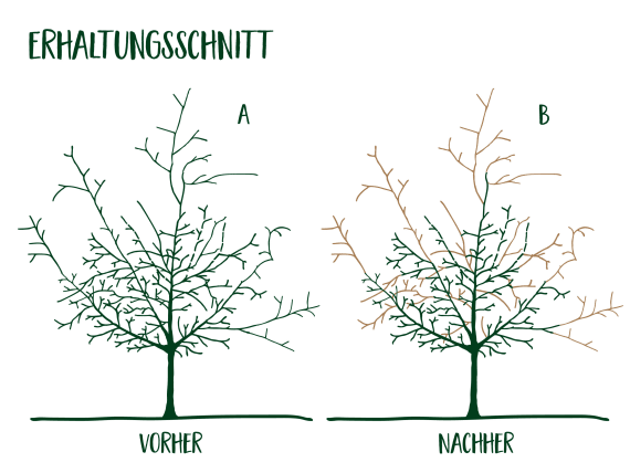 Erhaltungsschnitt