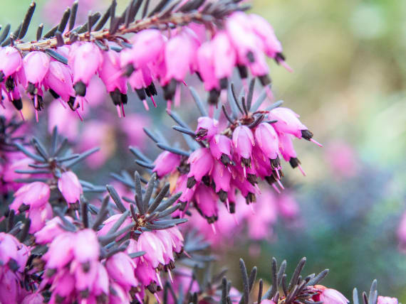 winter heath