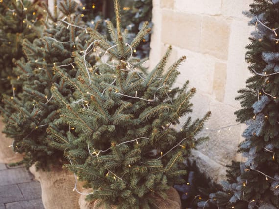 Weihnachtsbaum im Topf