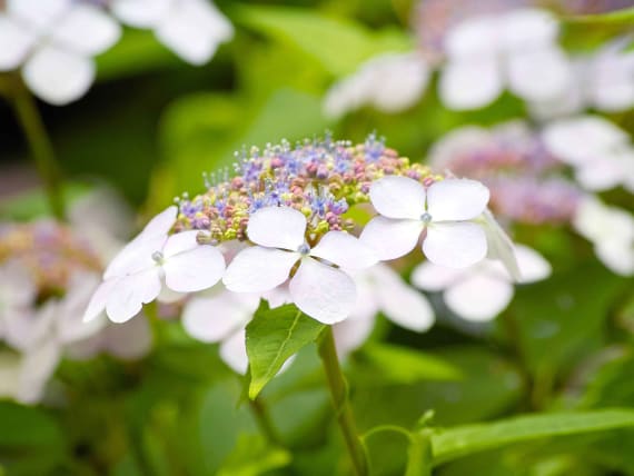 hydrangea