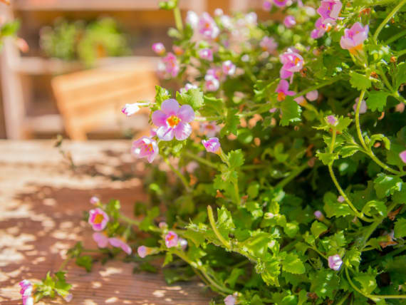 colorful plants