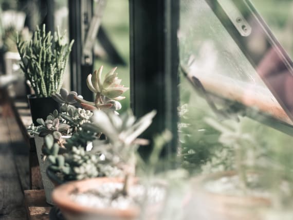 Cacti and succulents at window