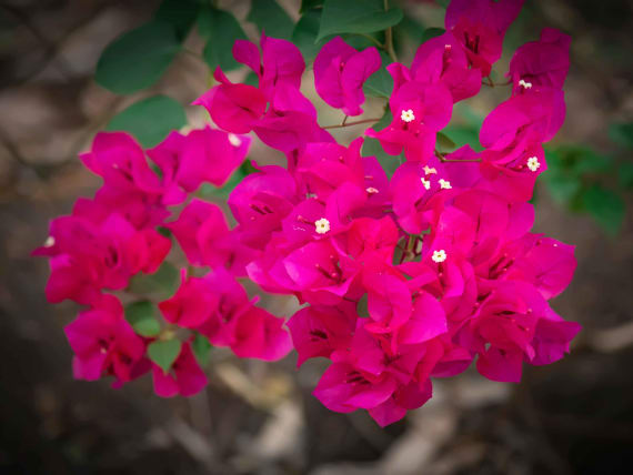 Bougainvillea