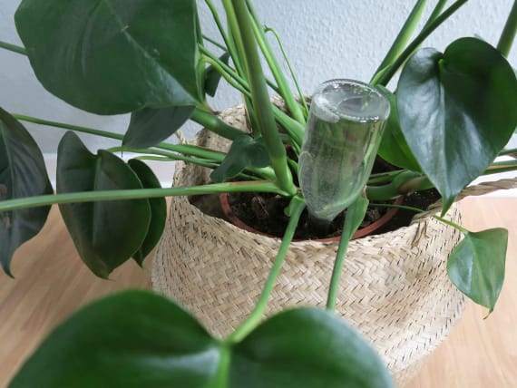 5 astuces pour arroser mes plantes pendant les vacances