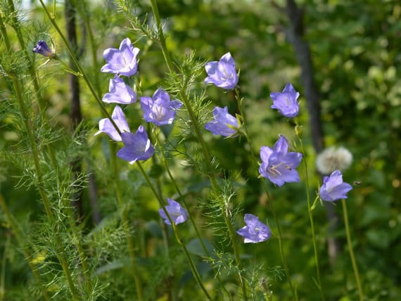 Glockenblume