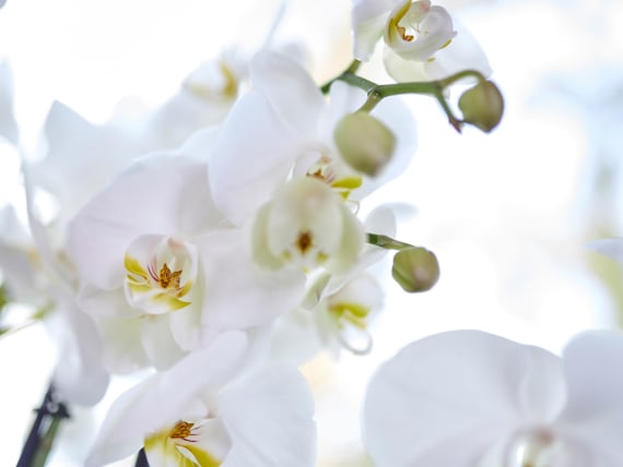 orchid care