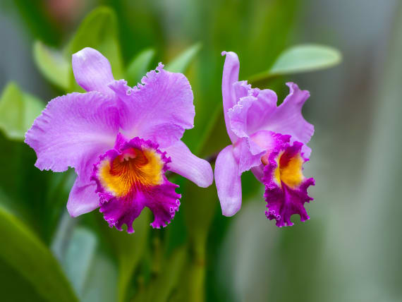 Orchidee: una biodiversità poliedrica in tutte le forme e i colori