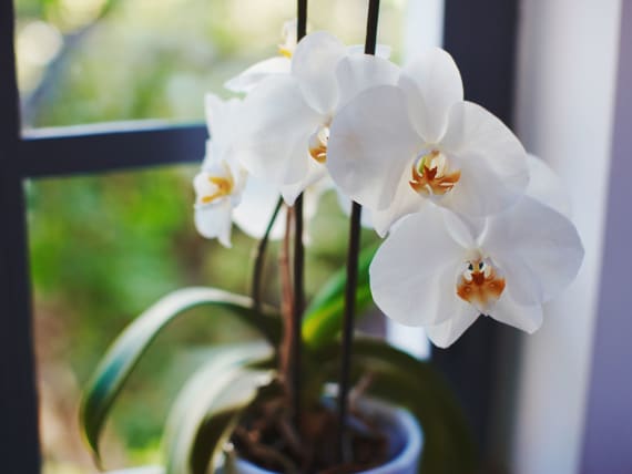 Come scegliere il concime per le orchidee? Le 5 cose che dovresti sapere