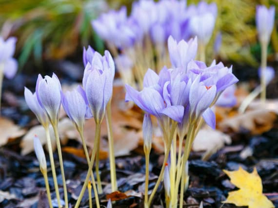 Herbstkrokus