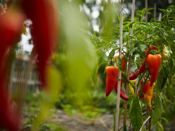 sowing vegetables