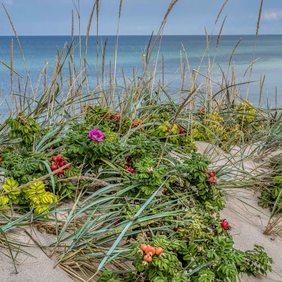 Strand Pflanzen