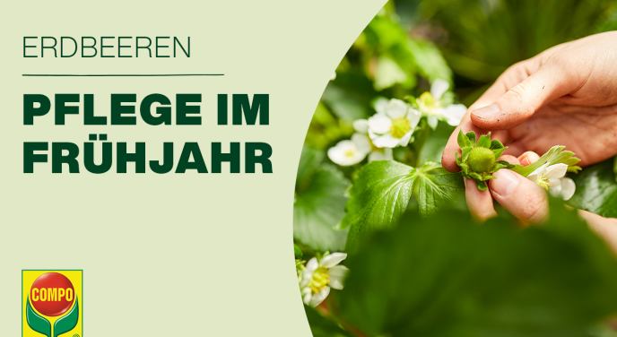 compo image