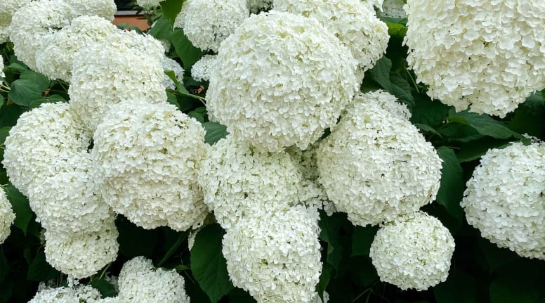 Schneeballhortensie