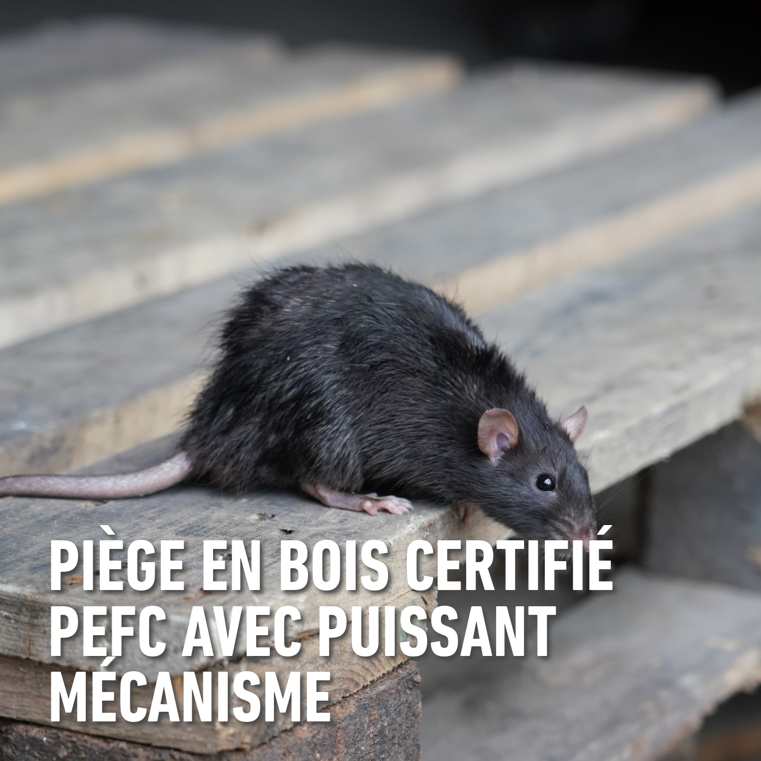 compo image