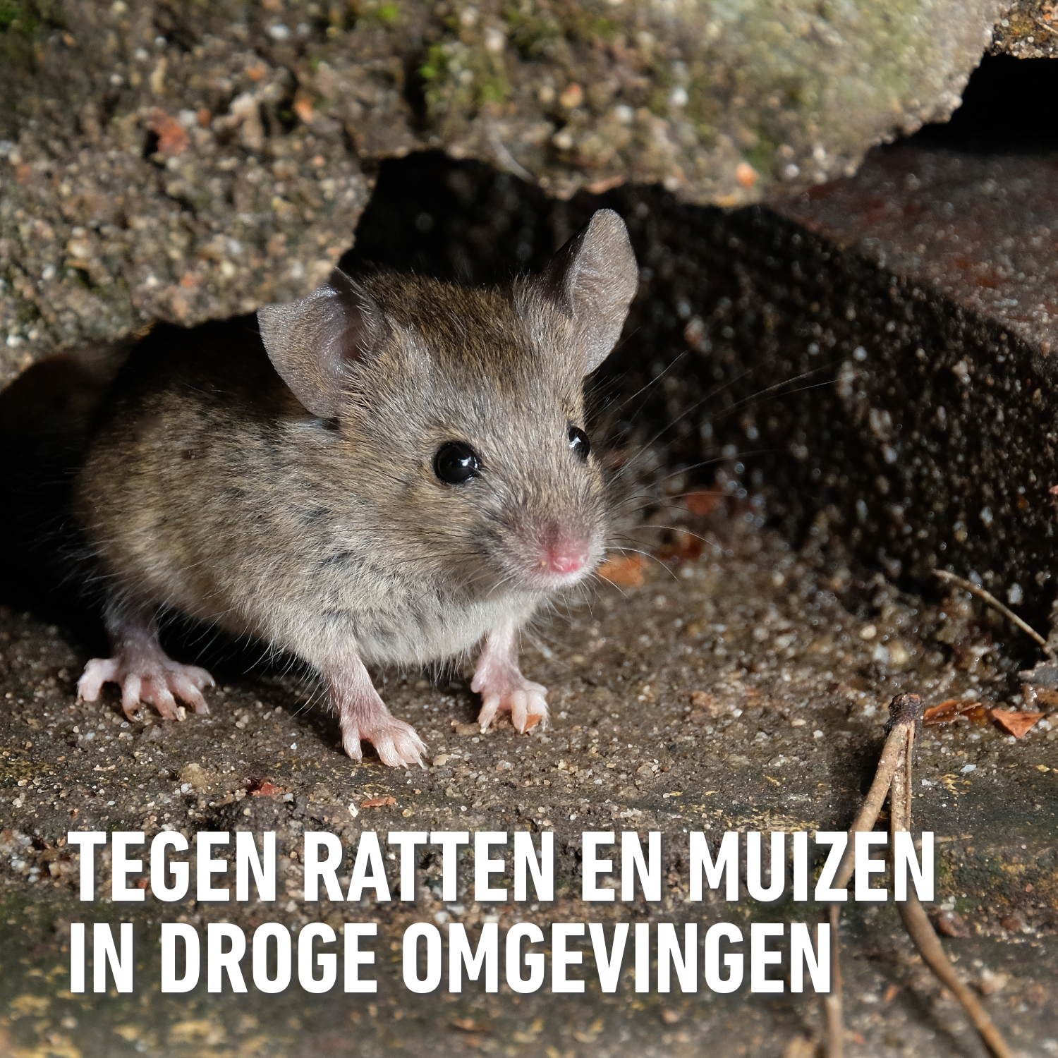 compo image