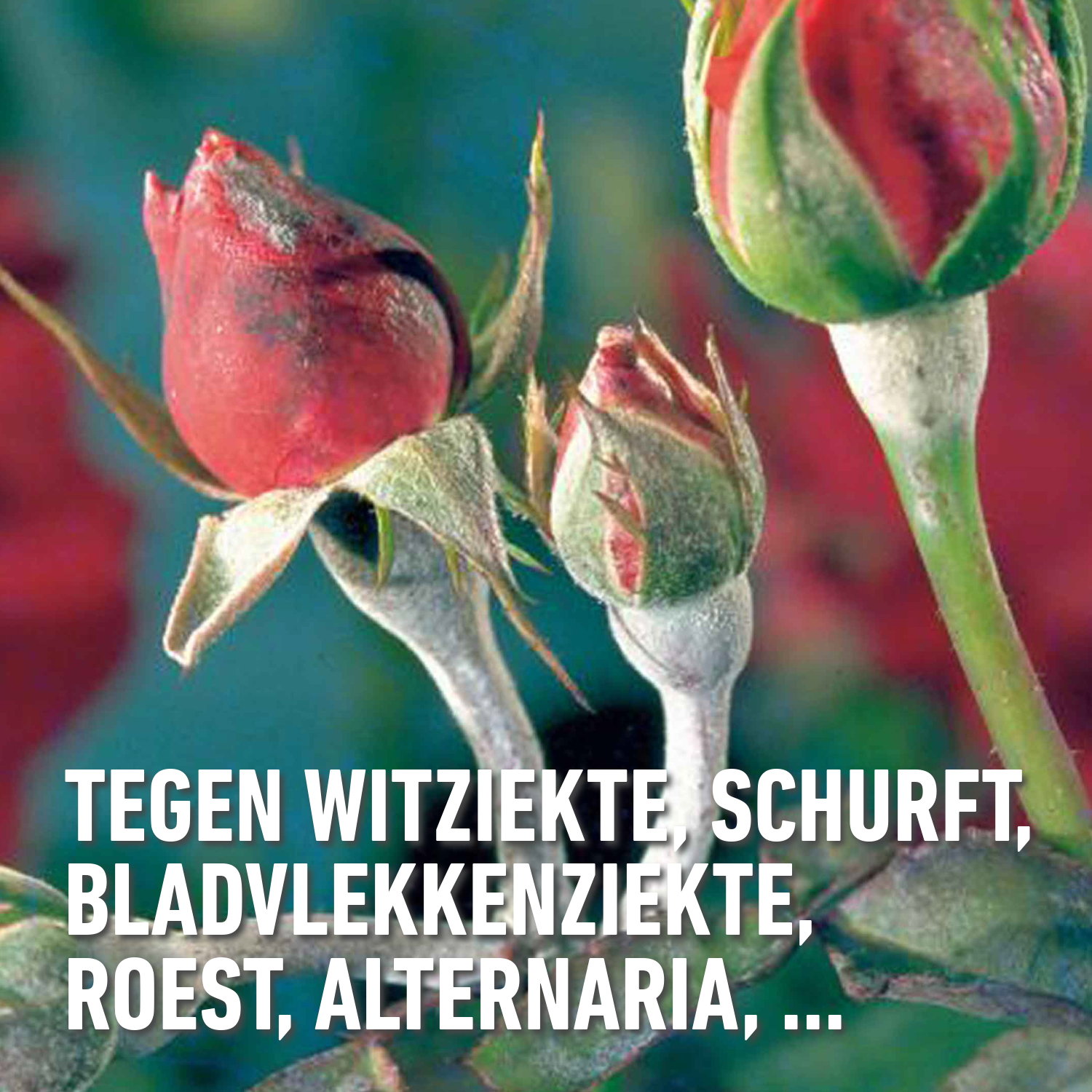 compo image