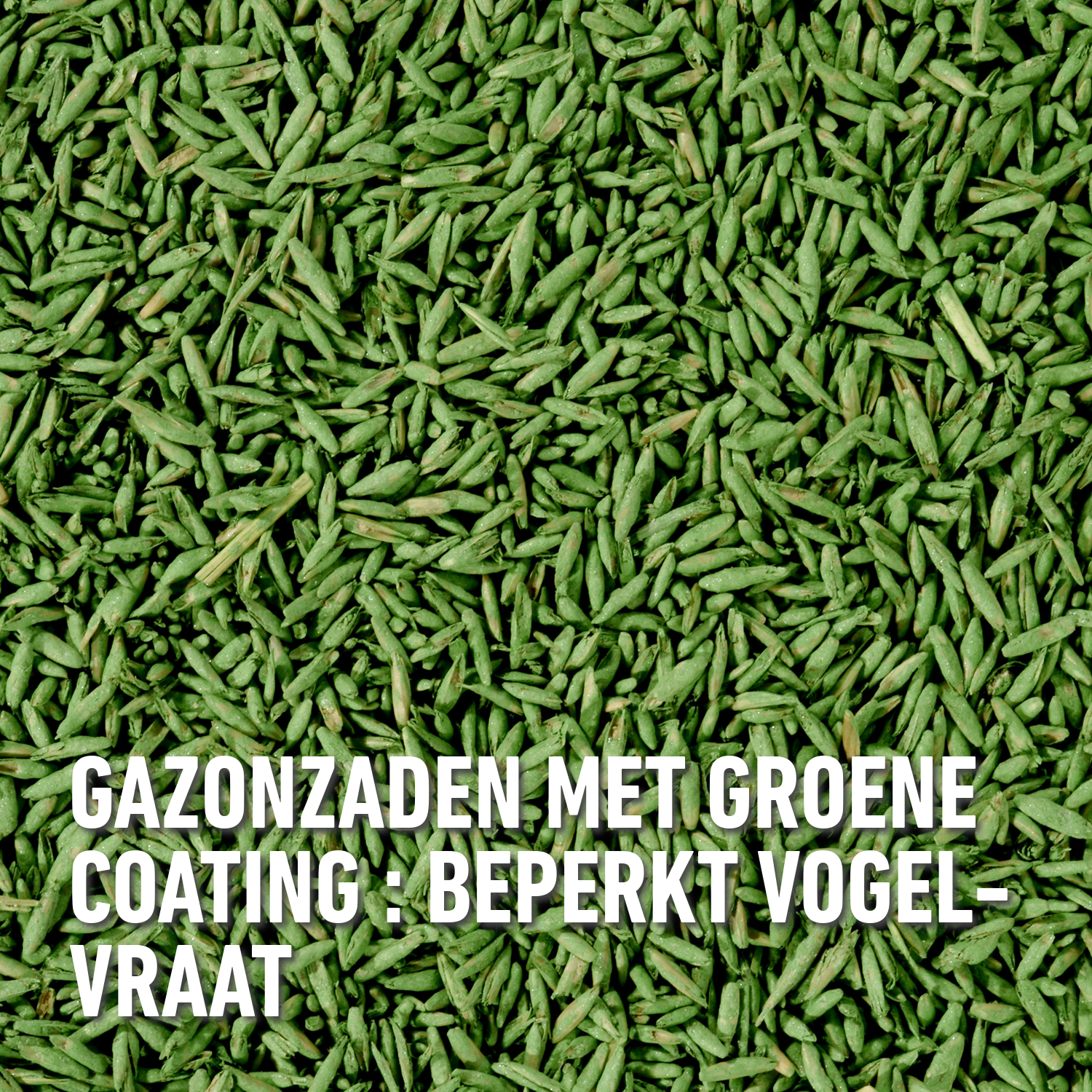 compo image