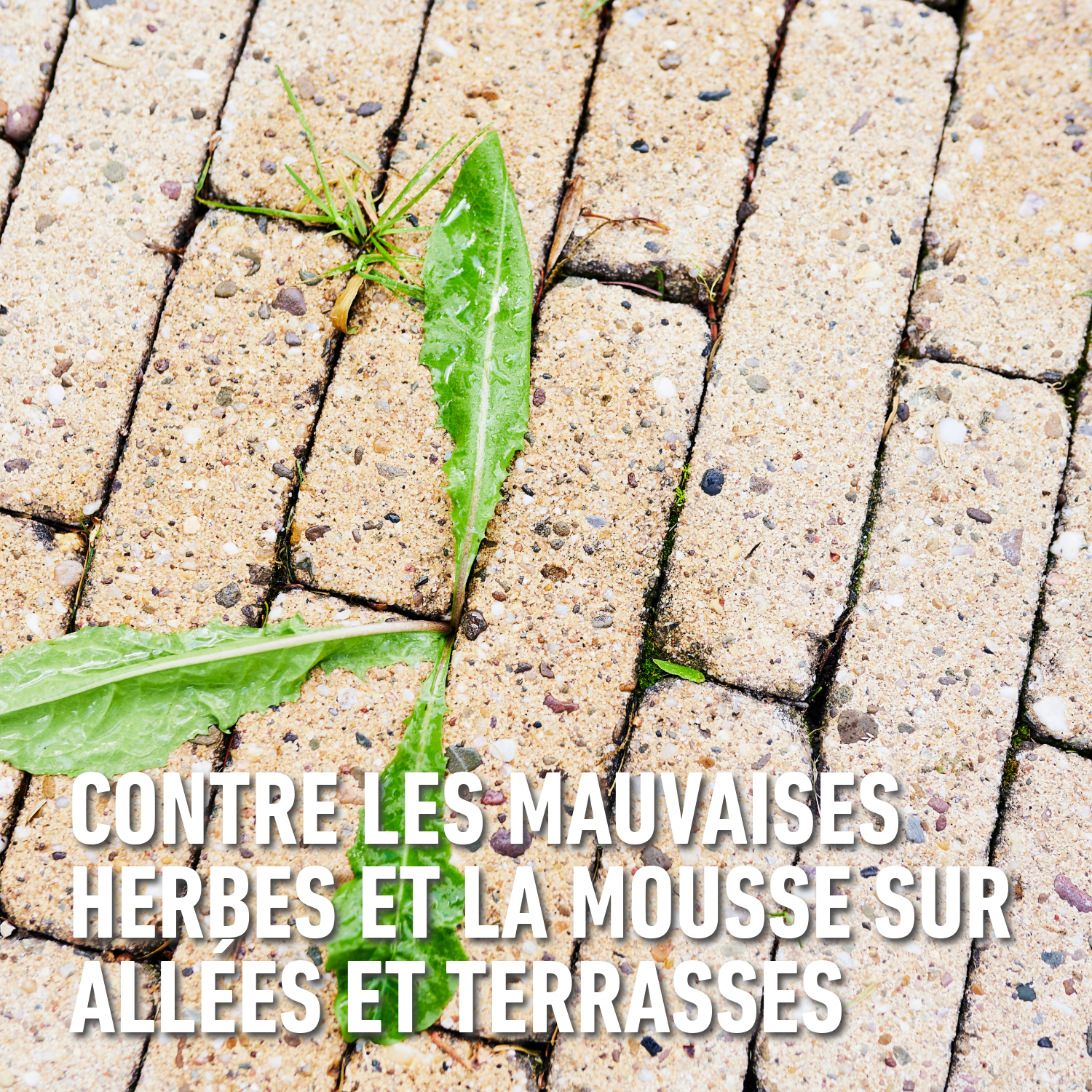 compo image