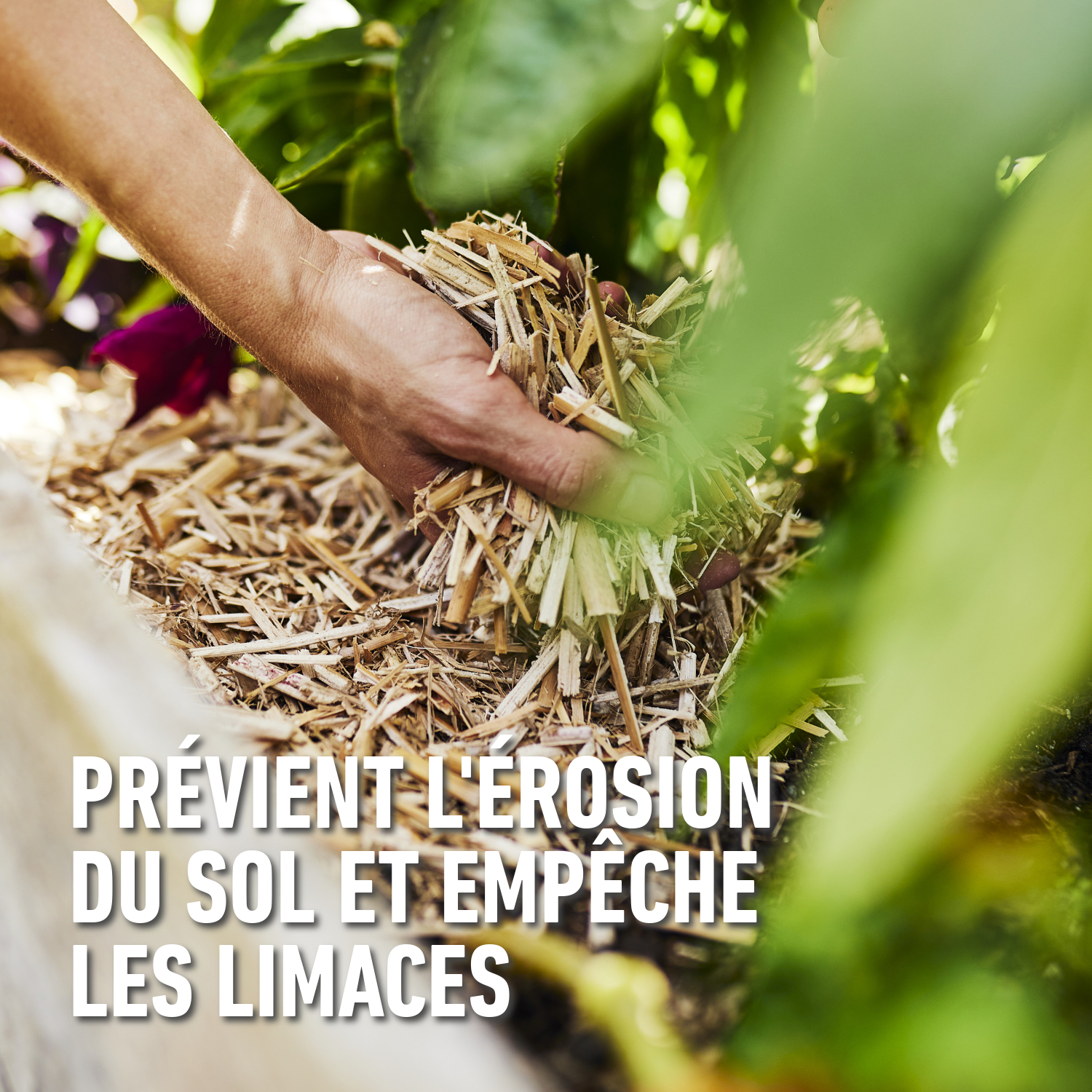 compo image