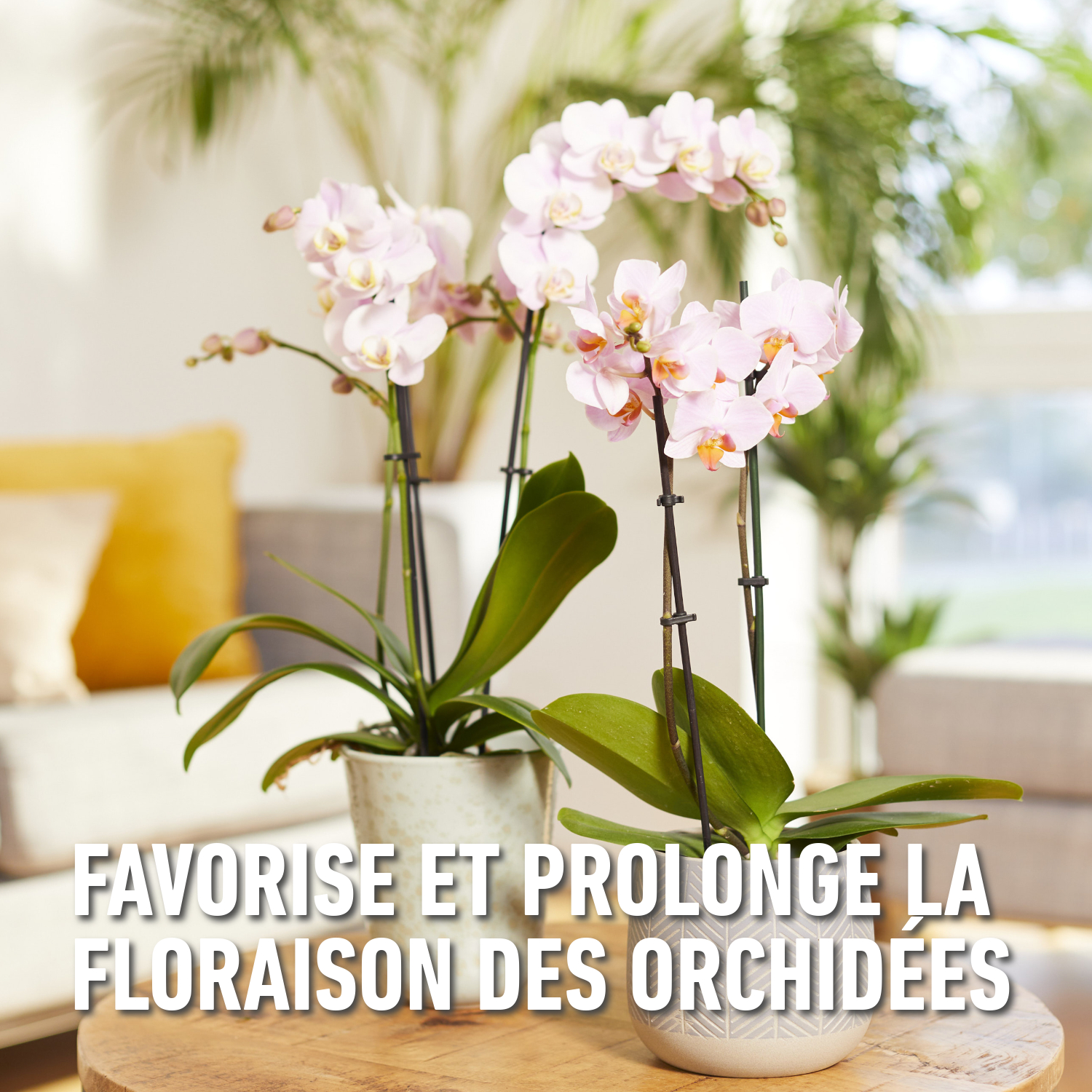 compo image