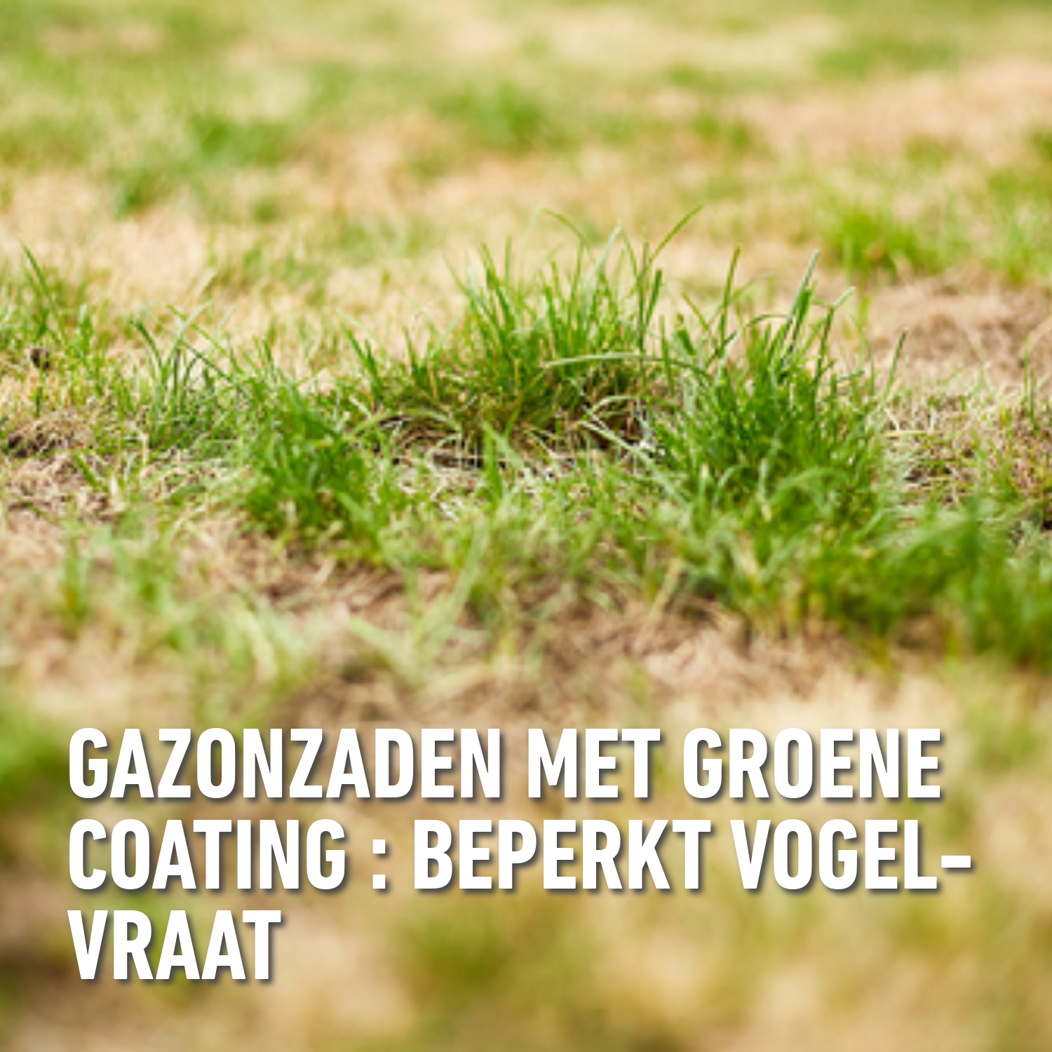 compo image