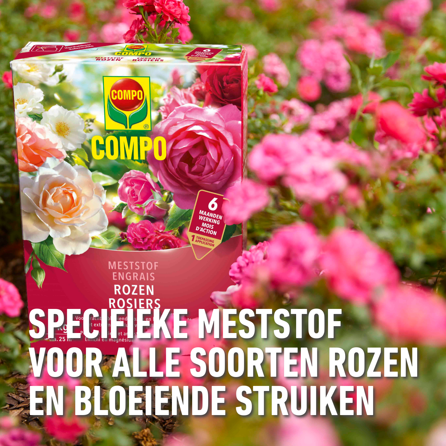 compo image