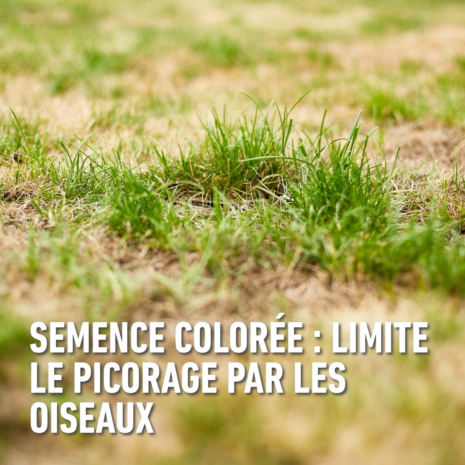 compo image